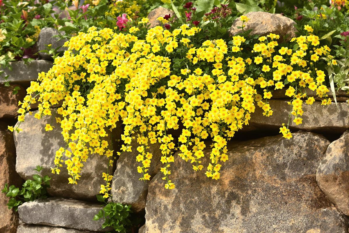 Cette fleur illuminera vos murs et rocailles comme un torrent d'or.jpg