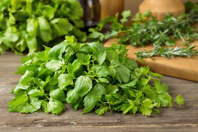 Comment bien conserver les herbes fraîches de son jardin ?.jpg