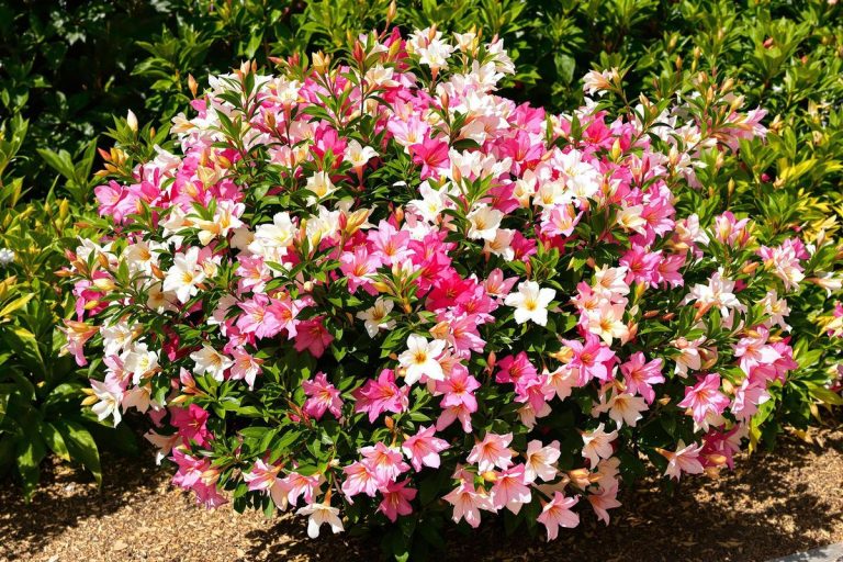 Comment un simple geste sur mon laurier-rose a transformé sa floraison de manière spectaculaire ?.jpg