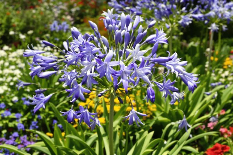 Faut-il couper les feuilles des agapanthes ?.jpg