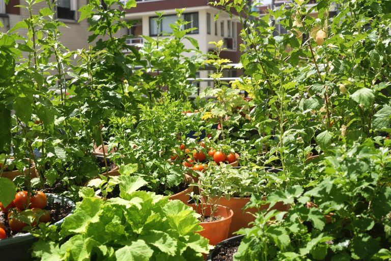 Inflation alimentaire : pourquoi cultiver son jardin devient un acte militant.jpg