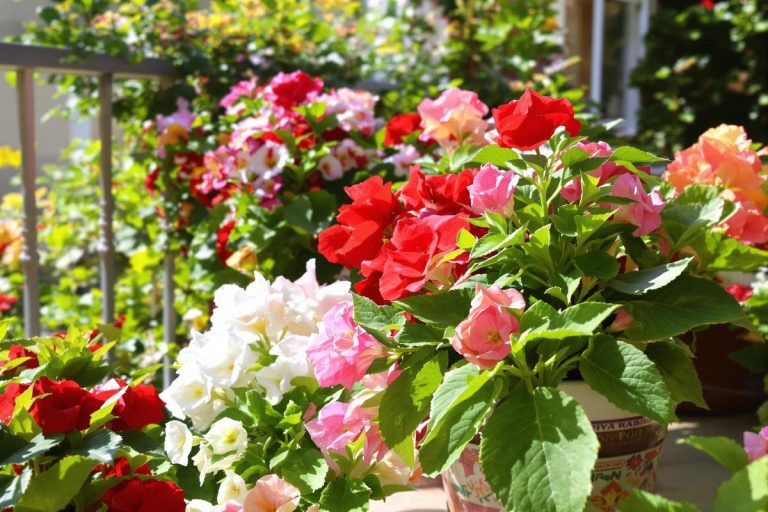 La fleur qui forme une boule parfaite et fleurit sans s’arrêter : idéale pour embellir vos jardinières de balcon et remplacer les géraniums.jpg