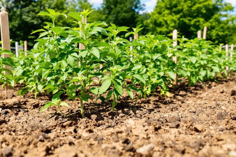 L'erreur cruciale à éviter lors de la plantation pour garantir la croissance de vos tomates.jpg