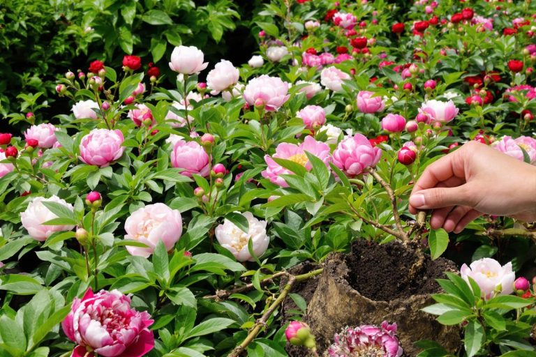 Ne bouturez plus vos pivoines : la méthode infaillible pour les multiplier facilement.jpg