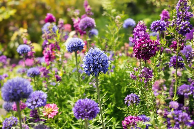 Canicule annoncée : comment éviter que votre massif fleuri dépérisse en été grâce à ces variétés peu connues à planter dès maintenant.jpg