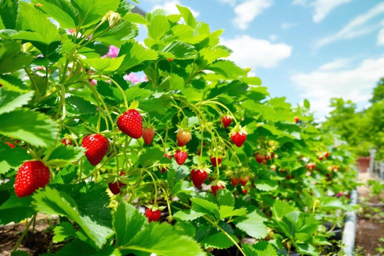 Ce geste simple à faire en juillet pour obtenir plus de fraises et booster tout votre potager l’été prochain.jpg