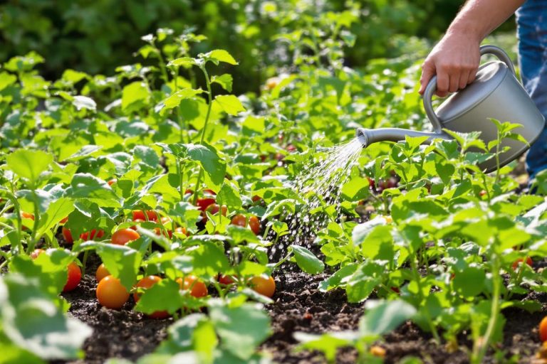 En juillet, adoptez ce geste malin pour arroser le potager sans gaspiller d’eau et gardez tomates, courgettes & compagnie à l’abri des maladies.jpg