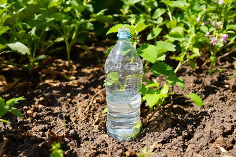 Enterrez une bouteille percée : cette astuce change l’arrosage en pleine chaleur.jpg