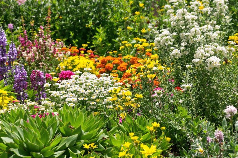 Ne faites surtout pas l’erreur de choisir ces plantes assoiffées cet été : découvrez avant fin juin les variétés secrètes qui feront briller votre jardin sans arrosage jusqu’à l’automne.jpg