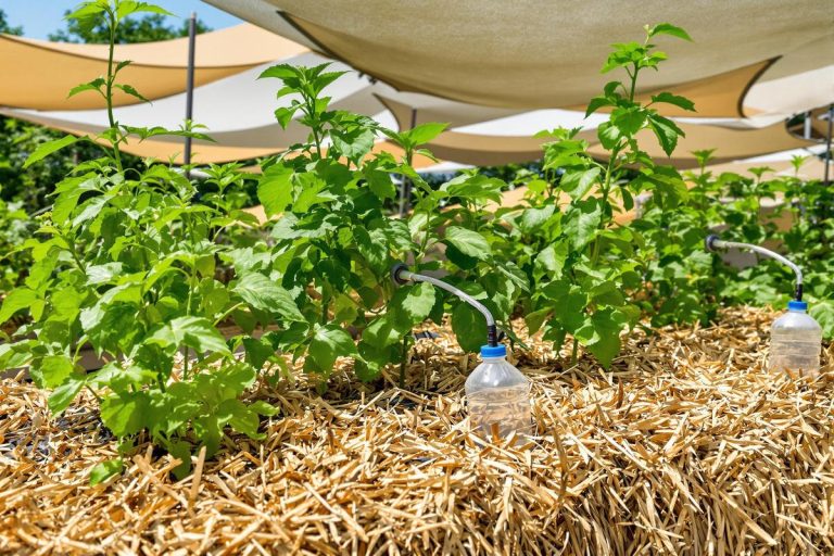 Potager estival : ces 3 astuces incontournables pour garder vos légumes et fruits en pleine forme pendant la canicule.jpg