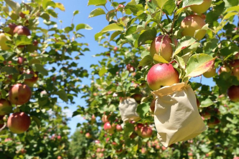 Protégez vos fruits des insectes en juillet : l’astuce simple pour récolter de belles pommes et booster votre verger cet été.jpg