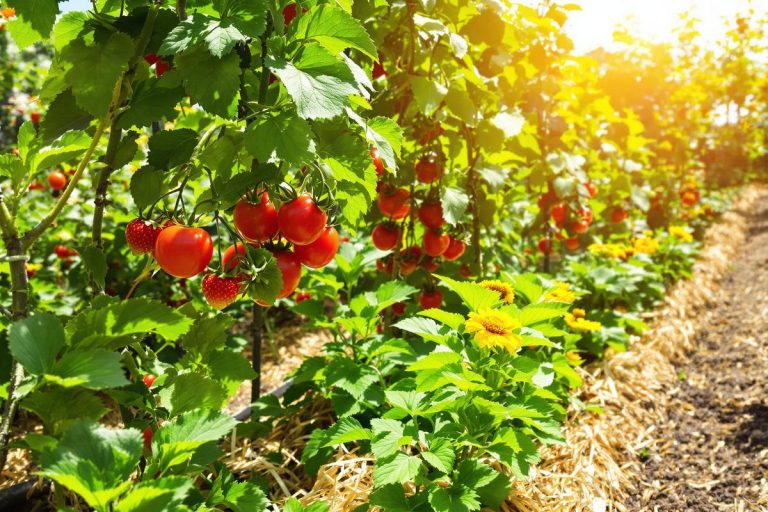 Tomates, fraises, courgettes : en juillet, adoptez ce geste simple au potager pour multiplier vos récoltes malgré la chaleur.jpg