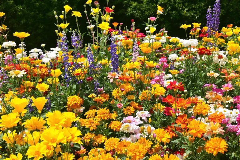 Vous devez absolument semer ces variétés méconnues avant la mi-juillet si vous ne voulez pas d’un jardin triste et asséché à la rentrée.jpg